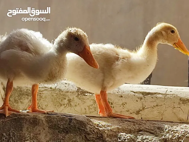 بط عدد2 للبيع