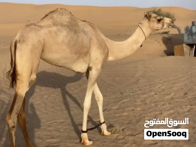 فطيمه تصفر حجه سلاله طيبه