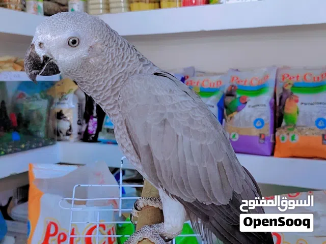 ببغاء كاسكو