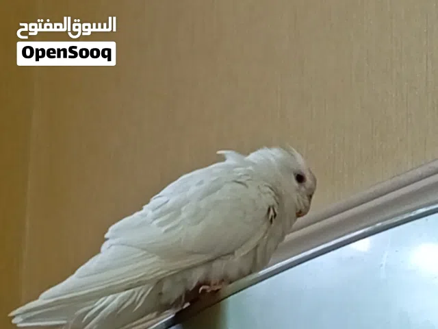 كوكتيل البينو عيونه حمرا اليف بدون عض