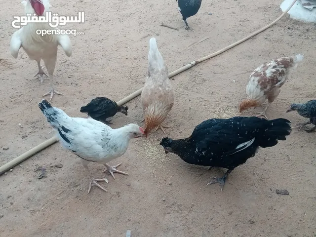 دجاج عربي اااااااااعععععع