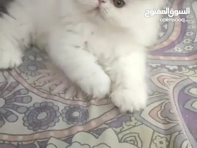 ولدين فإن بلو وفان ريد