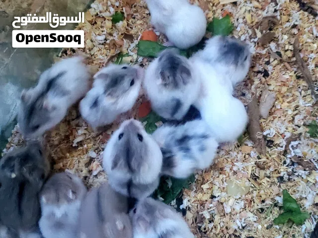 همستر روسي ..طفرات واللوان مميزة ..من المعدوم