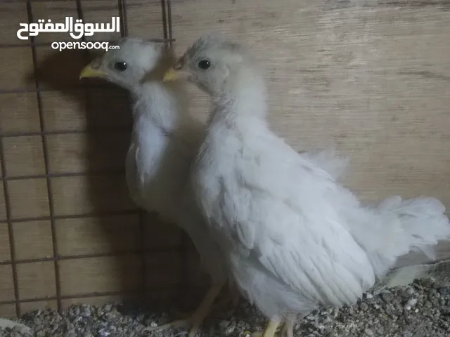 زوج افراخ وصف مهم