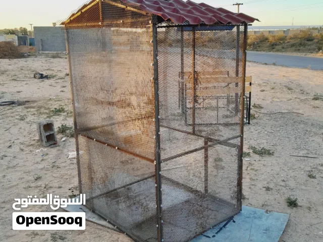 سزنة طيور حاجة منظمة