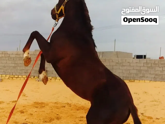 حصان للبيع