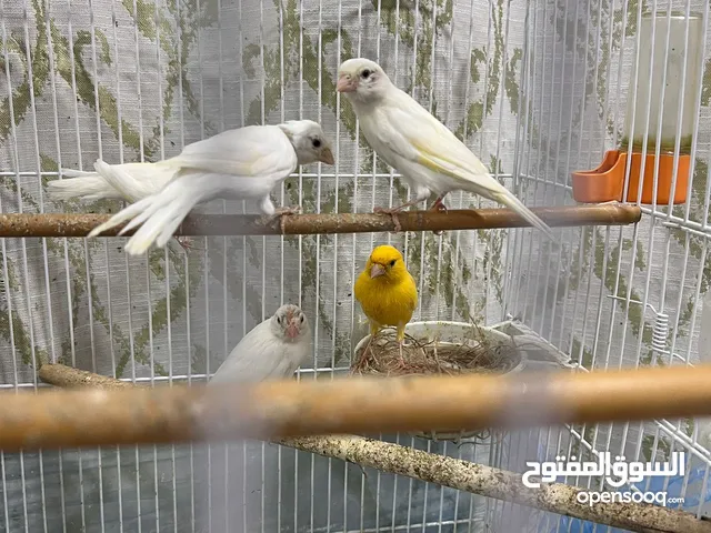 بيعه سريعه 9 طيور و 3 فروخ وبيضه كناري سوري مع القفص والأغراض كامله " البيعه الطيور كلها مو حبه حبه"