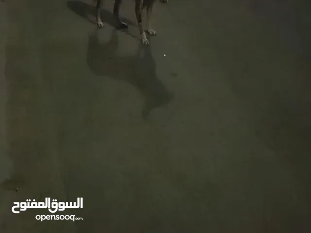 كلب بلدي مرمي و مهمل من اصحابه في جدة للتبني بشرت خوف الله عليه