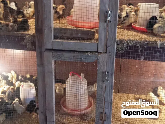 كتكوت عربي