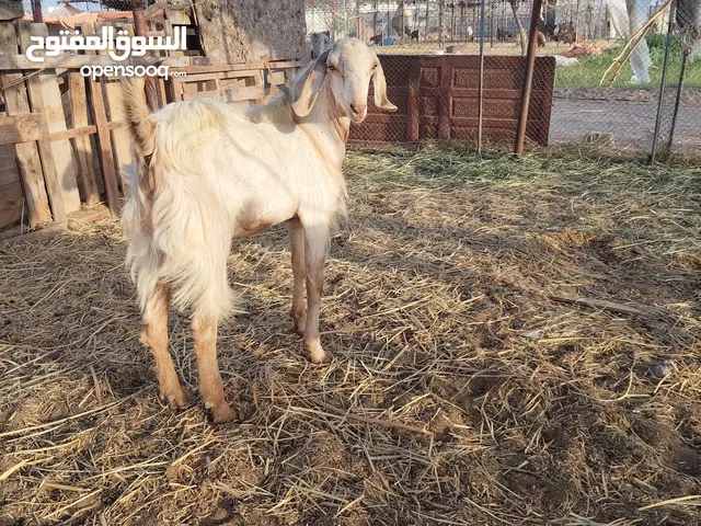 تيس ولاد سنه ونص