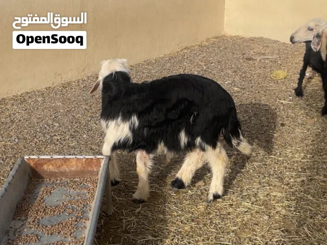 كبش نجدي فحل ولا اضحية