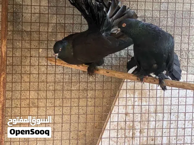 زوج ملكي بلون الأسود عرض خاص
