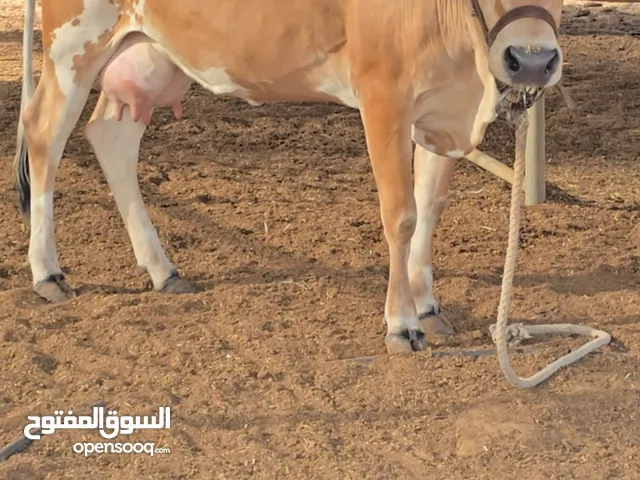 بقره تصلح اضحيه او تربيه