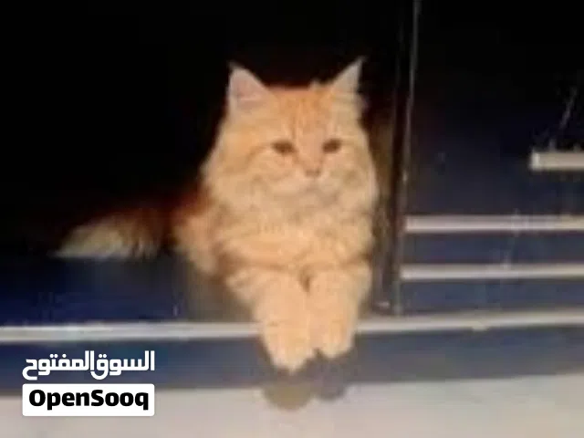 قط شيرازي ملكي اللون أصفر ذهبي يحب الأطفال واللعب هادي ومدرب