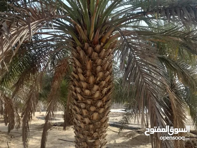 يوجد نخيل للبيع العداد 70