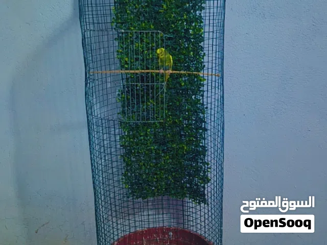 قفص طيور الحب وفناجس وسندانه حلو  تواصل واتساب
