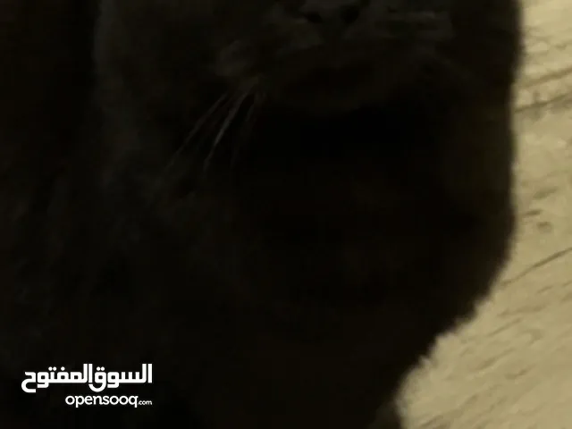قطه سكوتش فولد للتبني