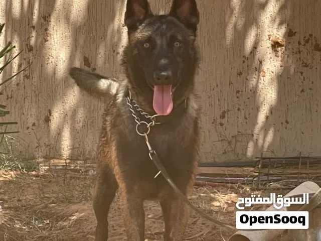 كلاب مالينوا
