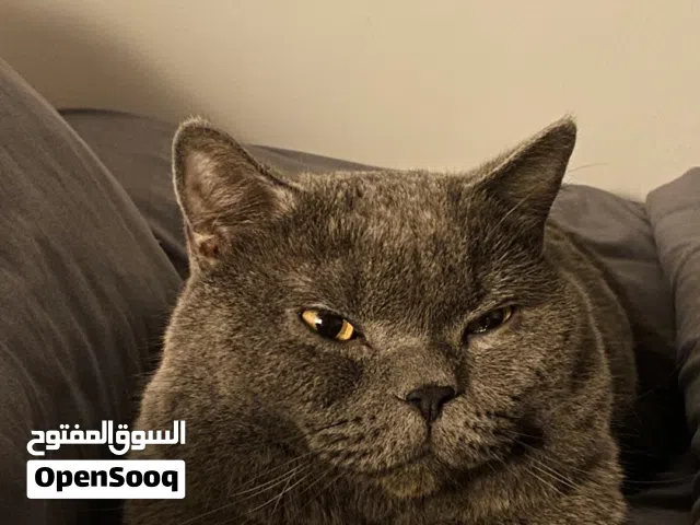 سكوتش استريت بلو