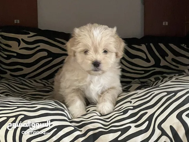 Maltese puppy 2 months old