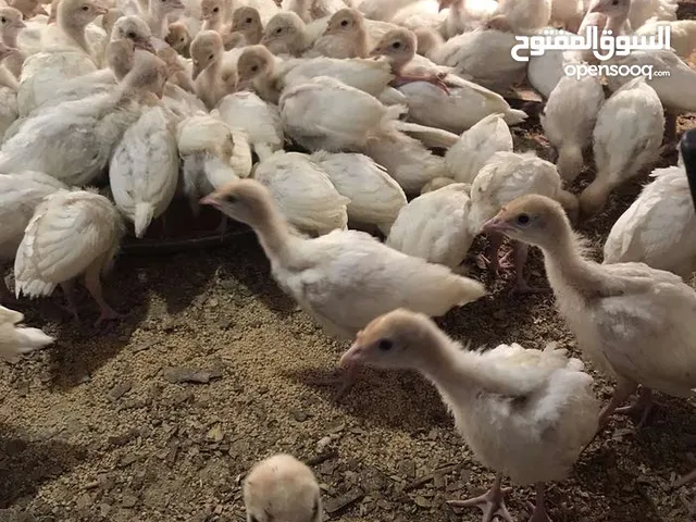 السلام عليكم موجود حبش جامبو ابيض العمر تقريبا شهر ماخد كل المطاعيم والفيتامينات صحة نشاط