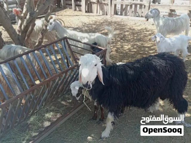 بيع كبش نجدي العمر سنه