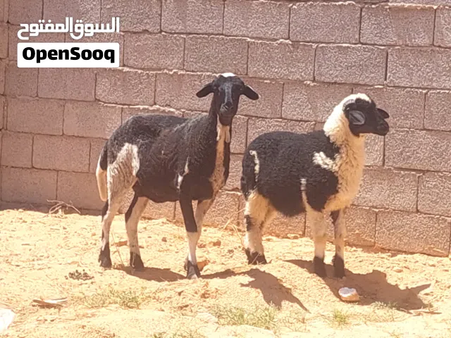 نعجة للبيع
