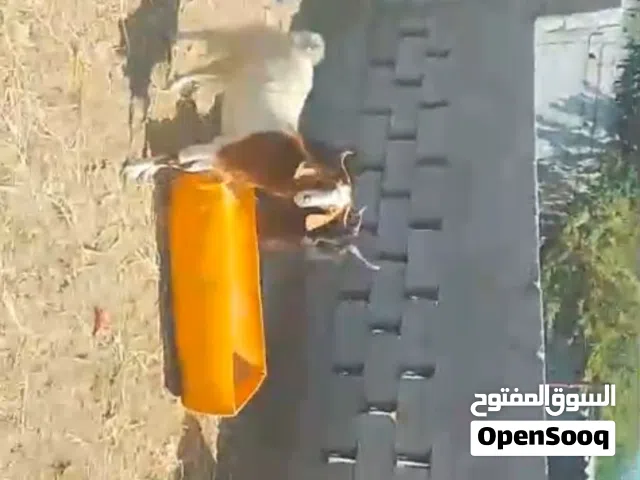 للبيع اغنام باكستانيه قبل لاتتواصل اقرا الاعلان