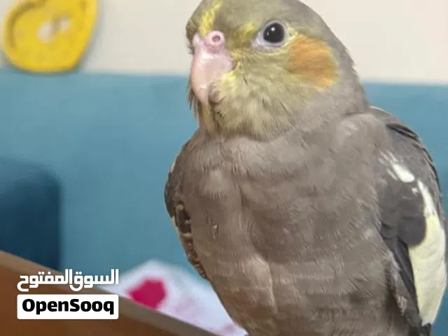 Cockatiel bird