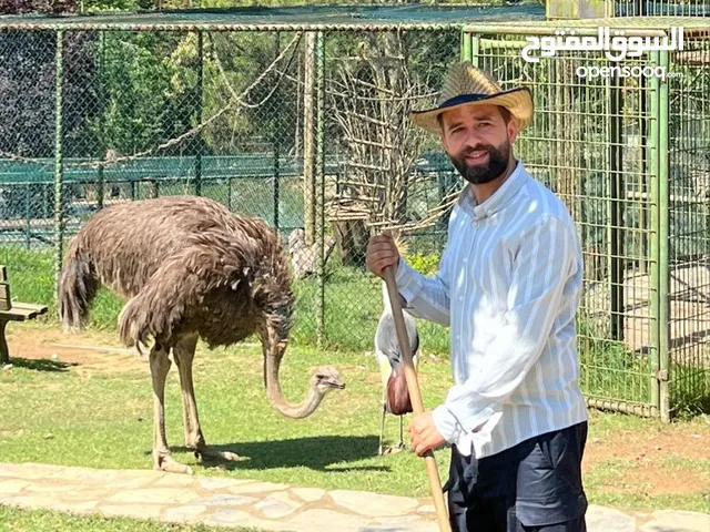 نعام افريقي وغزلان هولندي للبيع في الاردن
