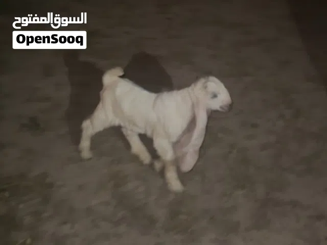 تيس عمره شهرين على السوم