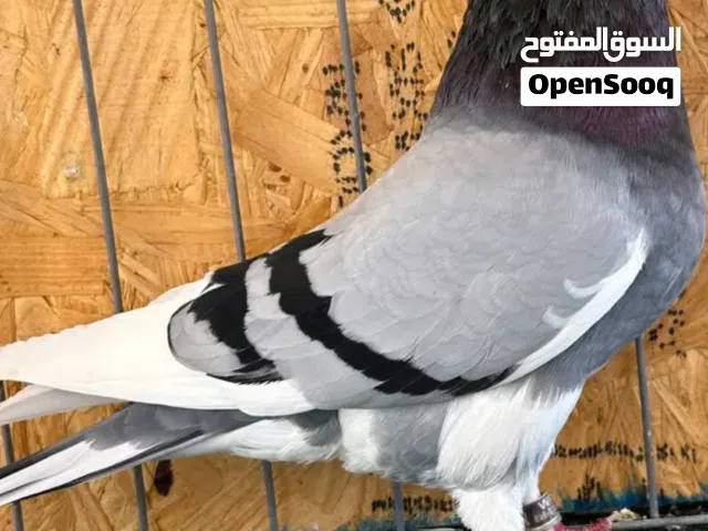 متاح 40 طرف برمنغهام. اقرأ الوصف