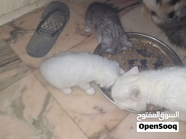 قطط شيرازي بيور