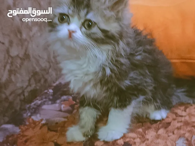 بسه شانشيلا شيرازي البيع