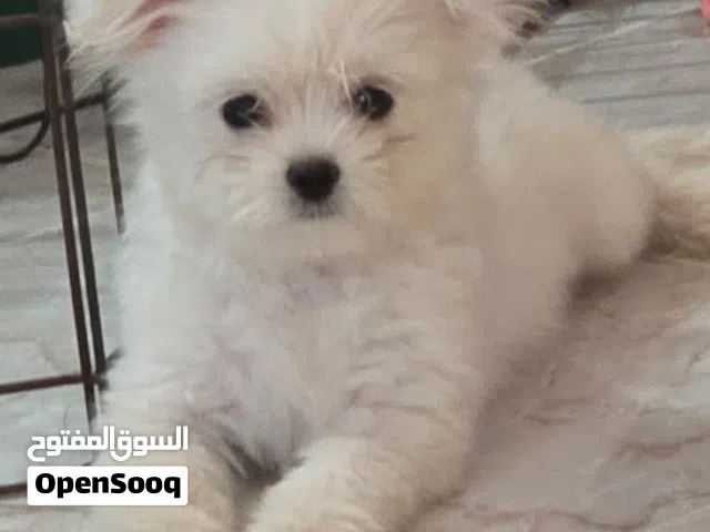 female and  male maltipoo 4 months old healthy playful vaccination and passport available