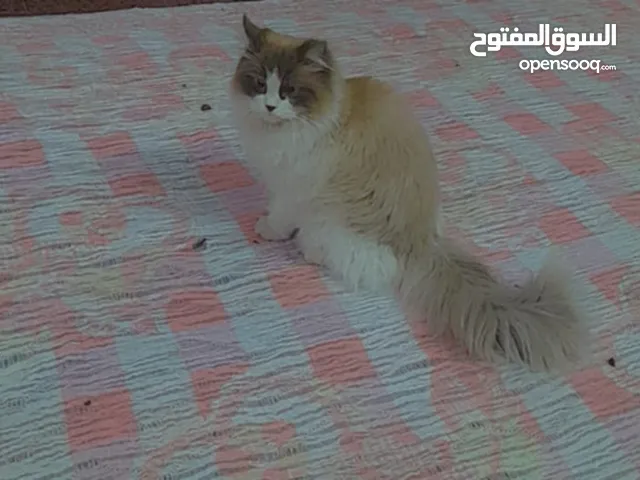 بنوته راغدوال منتجه