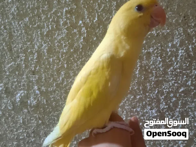 ببغاء الدره لون أصفره عيون حمر