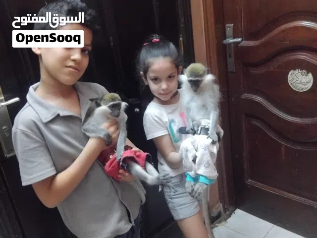 نسناس هادي