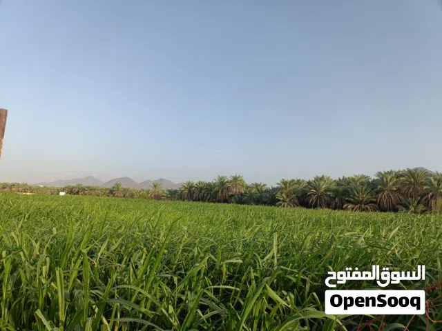 طعام زرع للحيوانات نوع تسمى حمرا