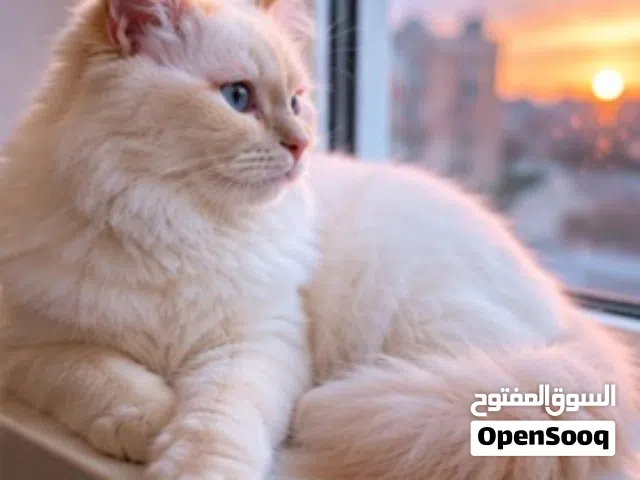 قط الهيبه شعرر طويل جددا عن المعتاد مقارنه وشكل فرريد