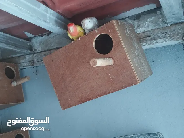 كوبيا مشاءالله بي انتاجها