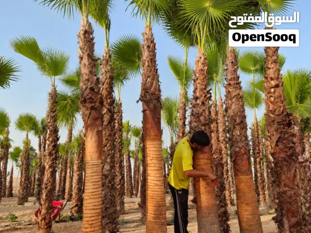 washingtonia palm trees for Sale