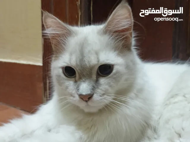 للتبني قطين ذكر و انثى اعمارهم 7 اشهر