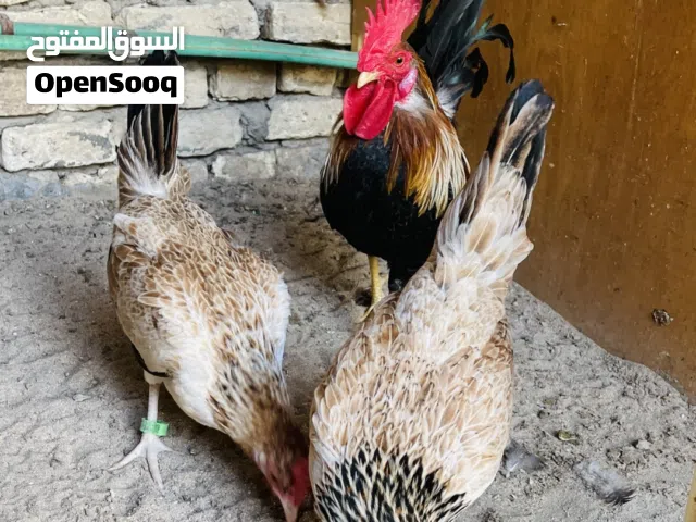 متاح شمسي اشكر من حلال وائل اقرا الوصف اخوان