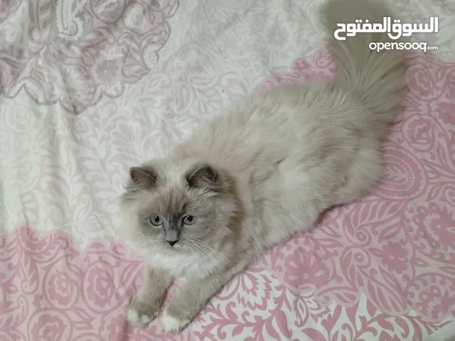 قطة سيامي اسمها روروط==