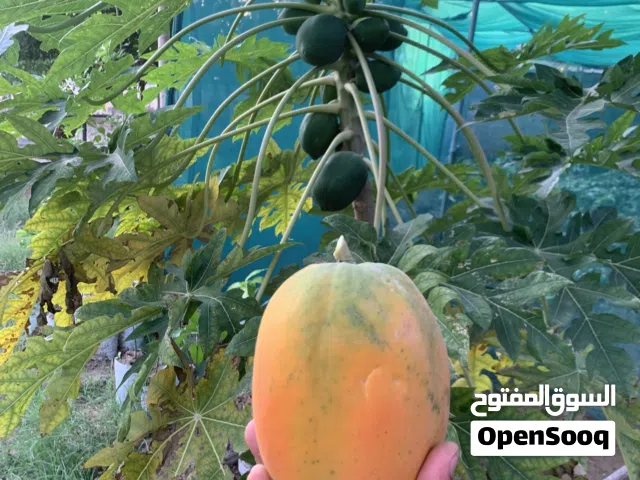 يتوفر معنا شتلات الفيفاي الرد ليدي التايلندي القزم F1 شتلات ذو جودة ممتازة والحمدلله