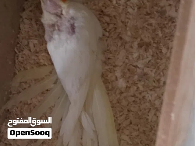 اقرأ الوصف