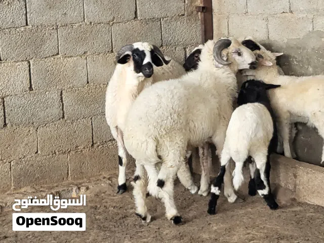 حوالة ربي يبارك