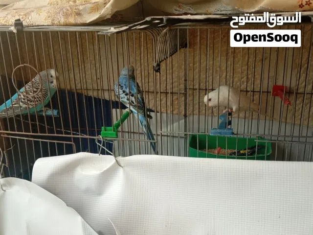 عصافير الحب