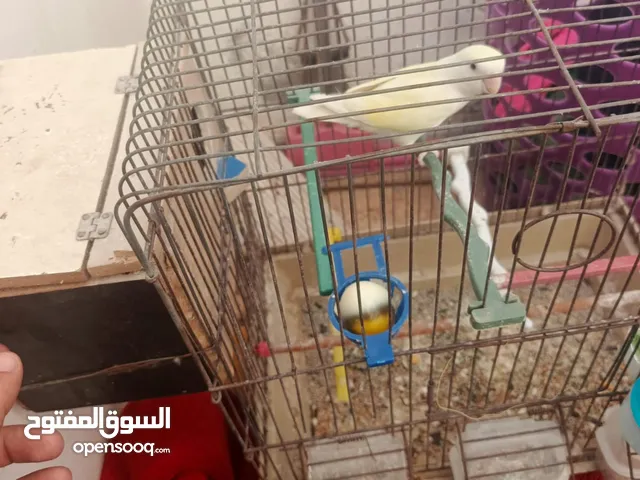 جوز روز شغالات ميه من ميه الطيره لتينو عين حمراء وذكر لون ازرق سماوي